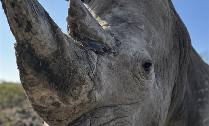 Southern White Rhino